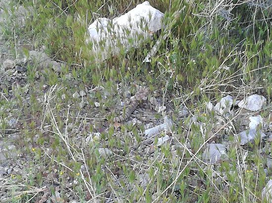 Such die Klapperschlange