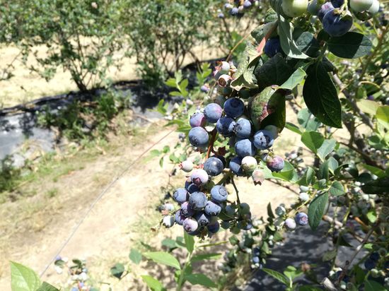Leckere Blaubeeren zum Selberpflücken