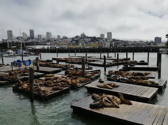 Die Seelöwen vom Pier 39
