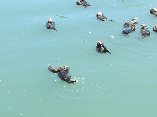 Die Seeotter von Morro Bay