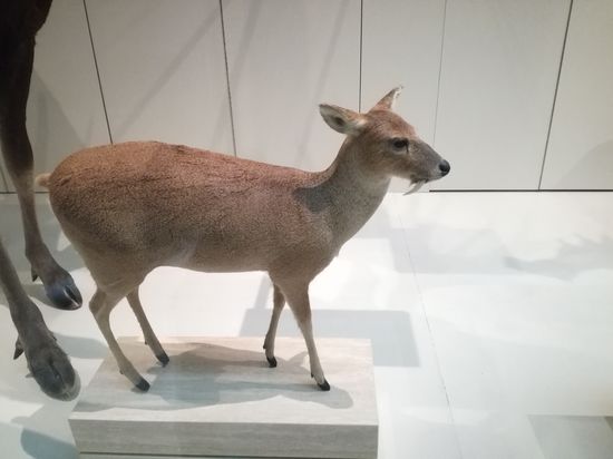Sieht aus wie ein Wolperdinger, gibt es aber wirklich, das chinesische Wasserreh