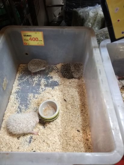 Fundstück des Tages.  
Auf dem Markt gibt es auch weiße Igel, die sehen aus wie Kokos Mohrenköpfe. Ich bin mir auch nicht sicher, ob die als Haustier gehalten werden.