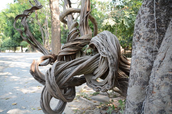 Die asiatische Pflanzenwelt hat einiges zu bieten