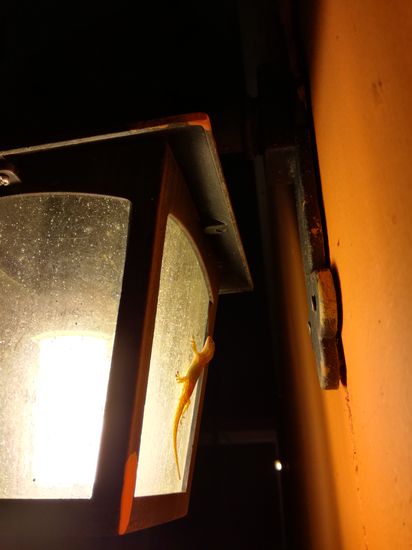 Der drive-in für Geckos