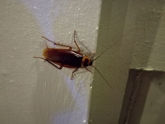 Rodney, ein kapitaler Bursche