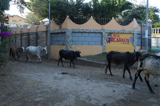 Auf dem Weg zum Frühstück.