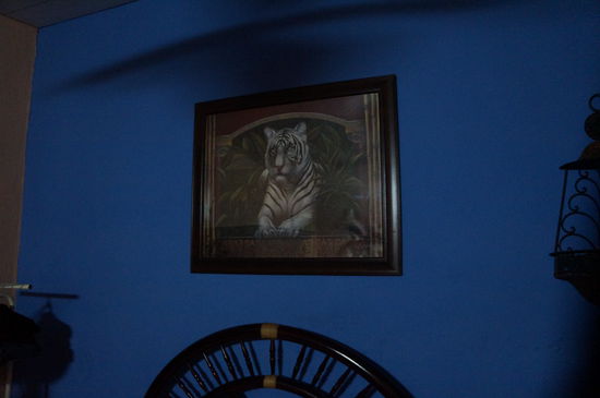 Tiger gibt's hier nur im Zimmer