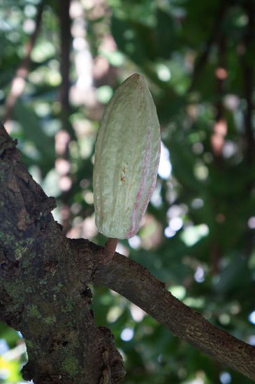 Kakaobohne in der Bio Baumschule