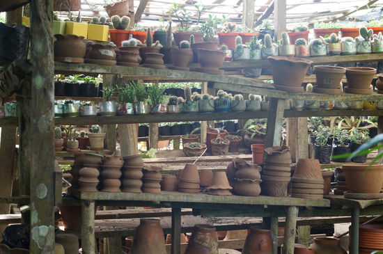 Baumschule gut sortiert