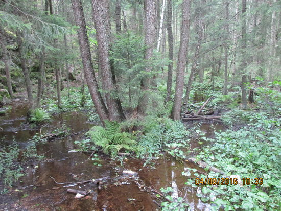 Gerade bei leichtem Nieselregen wirkt der Nuuksio Nationalpark stellenweise wie ein tropischer Regenwald