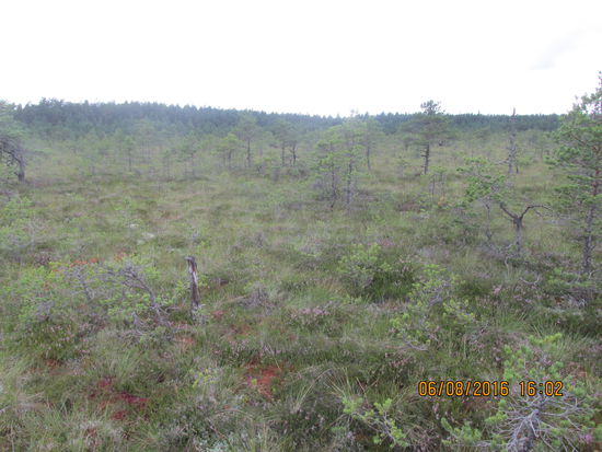 Ein großer Unterschied zum Nuuksio Nationalpark im südlichen Finnland ist im Laheema NP nicht festzustellen