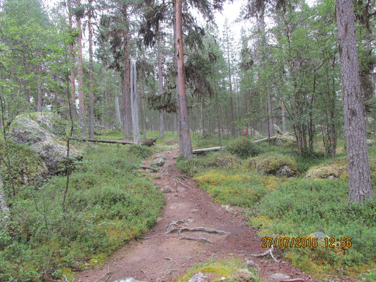 Durch finnische Wälder am Inarisee