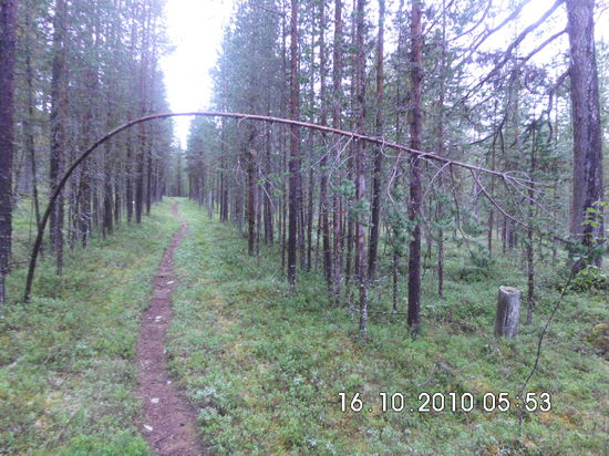 Ein nahezu schnurgerader Weg durch die finnische Wildnis