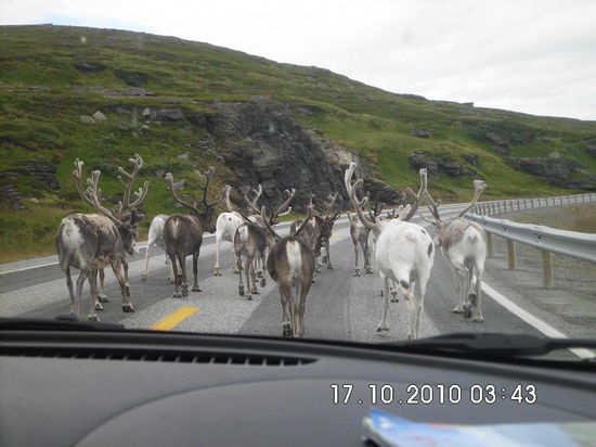 Rentiere haben Vorfahrt. Dauert dann eben länger 