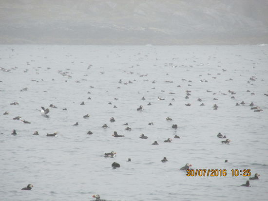 Das Meer voller Papageientaucher