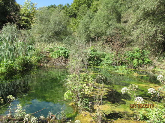 Üppige Vegetation und kristallklares Wasser an der Syri i Kalter Quelle