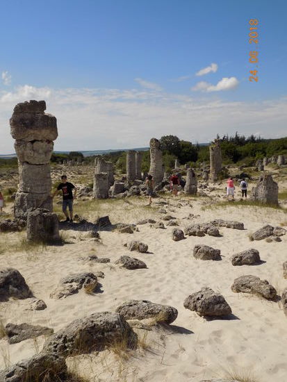 Einige Meter hoch: "Bäume" im Steinwald