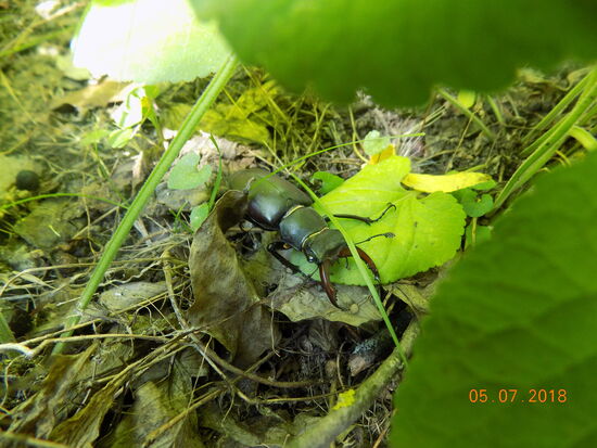 ...oder lieber einen hübschen Hirschkäfer studiert