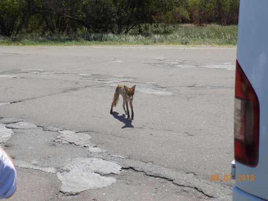 Ein Fuchs im inneren Sperrgürtel