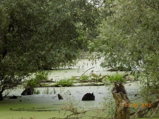 Nahezu unberührte Natur im Donaudelta