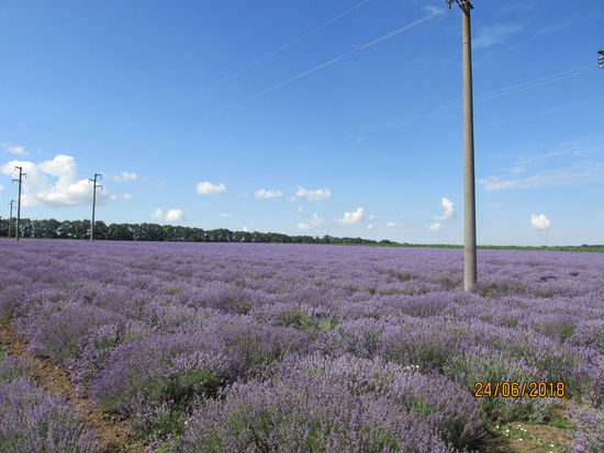 Lavendelfeld in Nordbulgarien