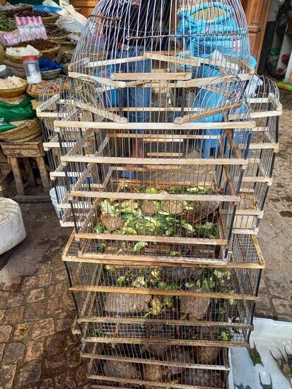 Auch kleine Schildkröten gehören zum Angebot.