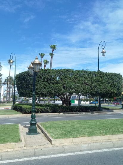 Die Straßen von Rabat werden von Fiskus Bäumen  gesäumt.