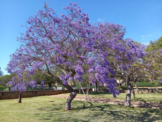 Ein Jakaranda Baum in voller Blüte.