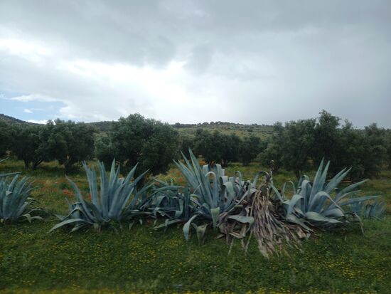 Aus den Blättern der Agave wird sogenannte Frauenseide hergestellt.