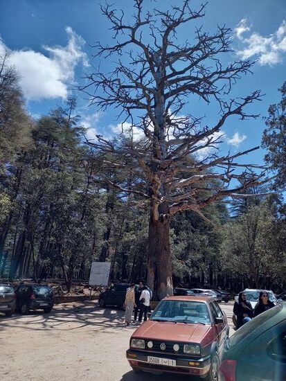 Diese alte Zeder ist ein Ausflugsziel