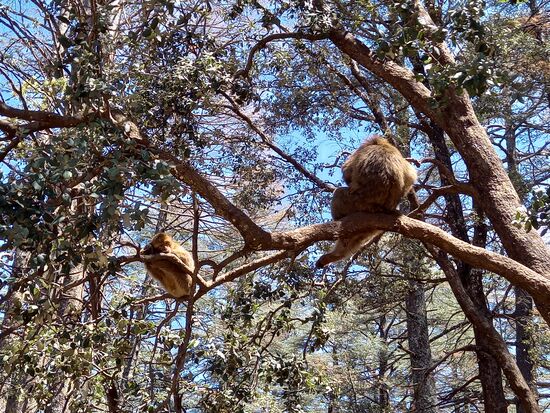 In den Zedern turnen unzählige Berberaffen umher und stehlen den Menschen was sie zu greifen bekommen.