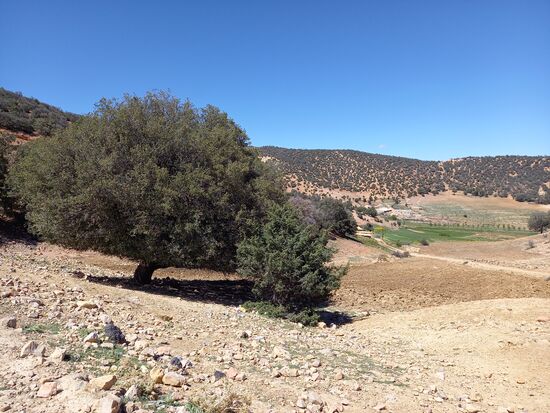 Links eine große Korkeiche.