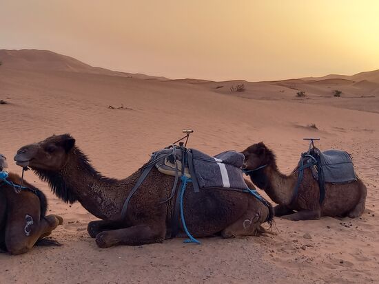 Friedlich liegen die Kamele in der sanft untergehenden Sonne die alles in ein warmes Licht taucht.