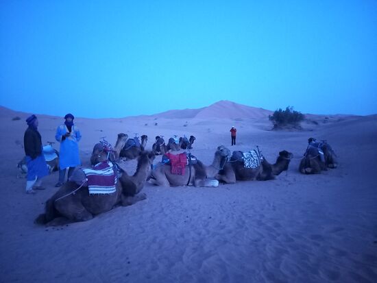 Die Kamele liegen ganz friedlich im Sand.