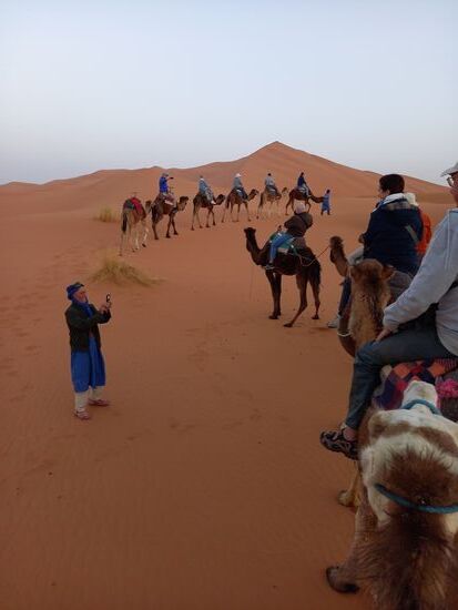 Die Tiere sind irgendwie behäbig und doch elegant in ihrer Gangart.