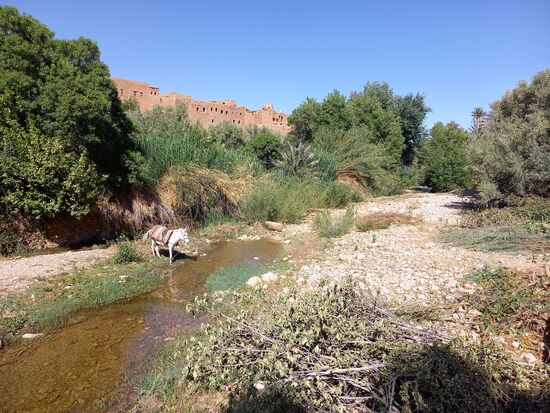 In der Oase ist alles herrlich grün und erfrischend.