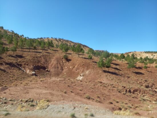 In dieser Region hat man mit der Aufforstung begonnen. Es wurden überwiegend Pinien gepflanzt.
