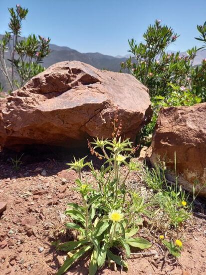 Überall überrascht die Natur mit ein paar Blüten.