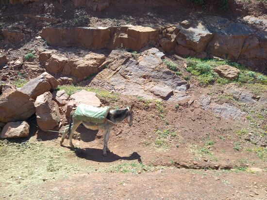Der Esel wartet auf seinen Besitzer.