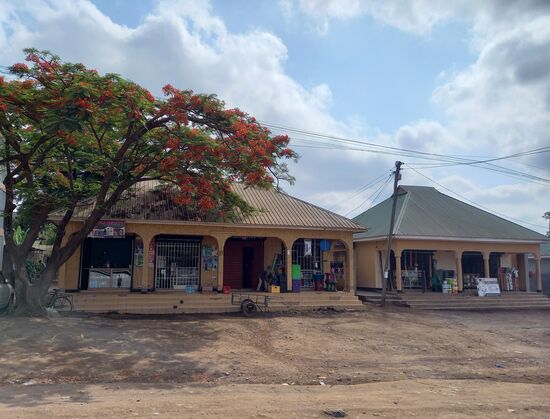 Zur Zeit blüht überall der Jakarander