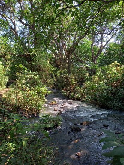 Die riesigen Bäume und der Fluß sind ein wunderbarer Ort zum Entspannen.