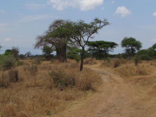 Der hüglige Park ist geprägt von Akazien, Baobab Bäumen und Buschland. In diesem Teil des Parks ist es sehr trocken.