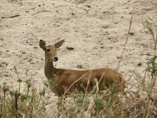 Eine Gazelle