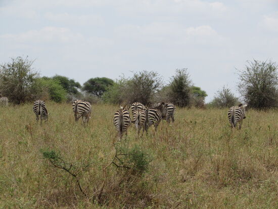 Wir treffen auf der Weiterfahrt auf eine Gruppe Zebras