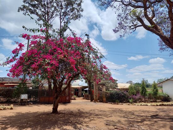 Vor der Kirche steht eine wunderschöne Bougainvillea.