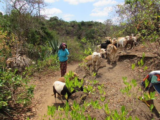 Unterwegs treffen wir auf eine Herde Ziegen.