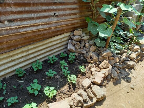 Dort wo sich ein bisschen Platz bietet wird Gemüse angebaut.