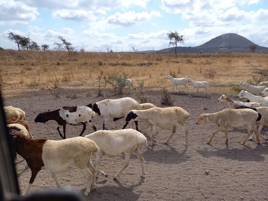 Kaum haben wir die Stadt Arusha verlassen, fahren wir durch die staubtrockene Savanne.