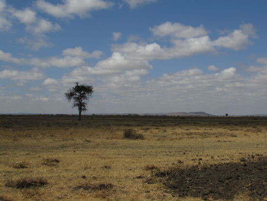 Wer erinnert sich noch an diesen Baum? 
Unter diesem Baum habe ich mit dem Dorfältesten den Bau der Schule beschlossen.