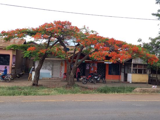 Inzwischen stehen die Jakaranda Bäume in voller Blütenpracht und ich kann mich nicht satt sehen.